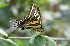 Papilionini by (c) Neptalí Ramírez Marcial, some rights reserved (CC BY), uploaded by Neptalí Ramírez Marcial. Used under a CC-BY license.
