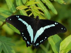 Papilio by (c) Matt Muir, some rights reserved (CC BY), uploaded by Matt Muir. Used under a CC-BY license.