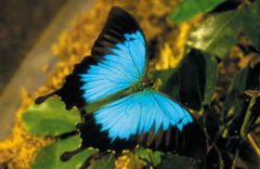 Papilio by (c) CSIRO, some rights reserved (CC BY). Used under a CC-BY license.