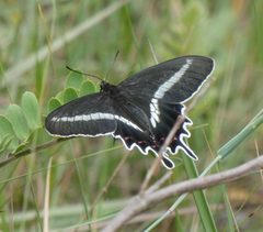 Parides by (c) agujaceratops, some rights reserved (CC BY), uploaded by agujaceratops. Used under a CC-BY license.