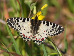 Parnassiinae by (c) Frank Vassen, some rights reserved (CC BY). Used under a CC-BY license.