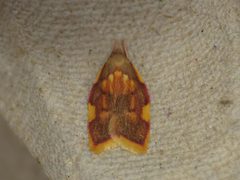 Carcina by (c) Donald Hobern, some rights reserved (CC BY). Used under a CC-BY license.