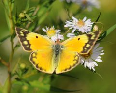 Colias eurytheme by (c) Roger Rittmaster, some rights reserved (CC BY), uploaded by Roger Rittmaster. Used under a CC-BY license.