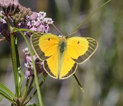 Colias eurytheme by (c) Don Loarie, some rights reserved (CC BY). Used under a CC-BY license.