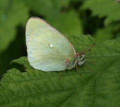 Colias by (c) Oleg Kosterin, some rights reserved (CC BY), uploaded by Oleg Kosterin. Used under a CC-BY license.