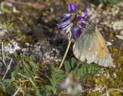 Colias hecla by (c) Kristof Zyskowski, some rights reserved (CC BY), uploaded by Kristof Zyskowski. Used under a CC-BY license.