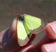 Colias palaeno by (c) Nick Block, some rights reserved (CC BY), uploaded by Nick Block. Used under a CC-BY license.