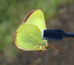 Colias palaeno by (c) Nick Block, some rights reserved (CC BY), uploaded by Nick Block. Used under a CC-BY license.