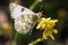 Euchloe ausonides by (c) Ken-ichi Ueda, some rights reserved (CC BY). Used under a CC-BY license.