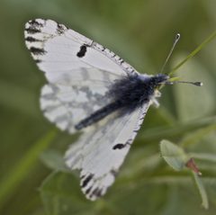 Euchloe hyantis by (c) John Hibbard, some rights reserved (CC BY), uploaded by John Hibbard. Used under a CC-BY license.