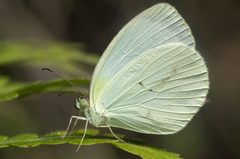 Eurema albula by (c) Facundo Chieffo, some rights reserved (CC BY), uploaded by Facundo Chieffo. Used under a CC-BY license.