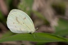 Eurema albula by (c) Gustavo Masuzzo, some rights reserved (CC BY), uploaded by Gustavo Masuzzo. Used under a CC-BY license.
