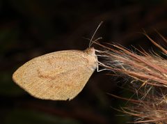Eurema daira by (c) Judy Gallagher, some rights reserved (CC BY). Used under a CC-BY license.