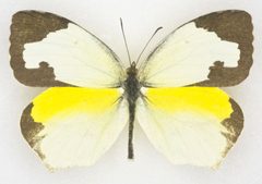 Eurema mexicana by no rights reserved, uploaded by Robbie Hannawacker. Used under a CC0 license.