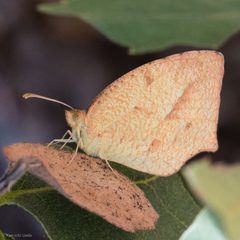 Eurema mexicana by (c) Ken-ichi Ueda, some rights reserved (CC BY), uploaded by Ken-ichi Ueda. Used under a CC-BY license.