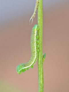 Anthocharis thoosa by no rights reserved, uploaded by Robbie Hannawacker. Used under a CC0 license.