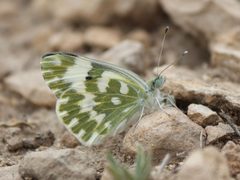 Pierinae by (c) Ani Sarkisyan, some rights reserved (CC BY), uploaded by Ani Sarkisyan. Used under a CC-BY license.