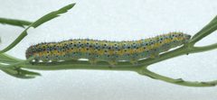 Pontia protodice by (c) Megan McCarty, some rights reserved (CC BY). Used under a CC-BY license.