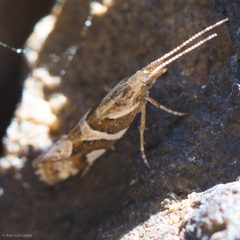 Eidophasia vanella by (c) Ken-ichi Ueda, some rights reserved (CC BY), uploaded by Ken-ichi Ueda. Used under a CC-BY license.