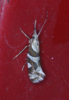 Eidophasia vanella by no rights reserved, uploaded by Scott Loarie. Used under a CC0 license.