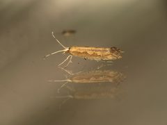 Plutellidae by (c) Donald Hobern, some rights reserved (CC BY). Used under a CC-BY license.