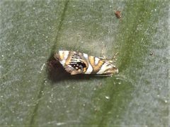 Plutellidae by (c) Grey Smith, some rights reserved (CC BY), uploaded by Grey Smith. Used under a CC-BY license.