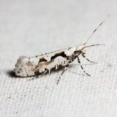 Rhigognostis interrupta by (c) Ken-ichi Ueda, some rights reserved (CC BY), uploaded by Ken-ichi Ueda. Used under a CC-BY license.