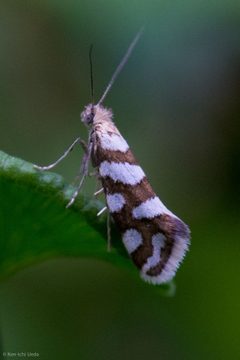 Greya reticulatus by (c) Ken-ichi Ueda, some rights reserved (CC BY), uploaded by Ken-ichi Ueda. Used under a CC-BY license.