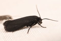 Tegeticula maculata by (c) Trevor Van Loon, some rights reserved (CC BY), uploaded by Trevor Van Loon. Used under a CC-BY license.