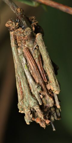 Oiketicinae by (c) portioid, some rights reserved (CC BY), uploaded by portioid. Used under a CC-BY license.