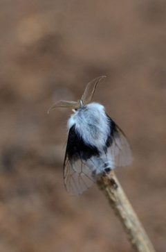 Oiketicinae by (c) Chandu Bandi, some rights reserved (CC BY), uploaded by Chandu Bandi. Used under a CC-BY license.