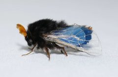 Oiketicinae by (c) Cathy Powers, some rights reserved (CC BY), uploaded by Cathy Powers. Used under a CC-BY license.