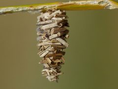 Oiketicinae by (c) Roman, some rights reserved (CC BY), uploaded by Roman. Used under a CC-BY license.