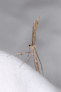 Agdistis by (c) Donald Hobern, some rights reserved (CC BY). Used under a CC-BY license.