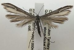 Hellinsia albilobata by (c) Doug Macaulay, some rights reserved (CC BY), uploaded by Doug Macaulay. Used under a CC-BY license.