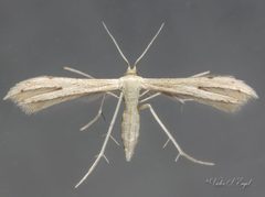Adaina bipunctatus by (c) Victor Engel, some rights reserved (CC BY), uploaded by Victor Engel. Used under a CC-BY license.