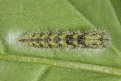 Emmelina monodactyla by (c) ingridaltmann, some rights reserved (CC BY). Used under a CC-BY license.