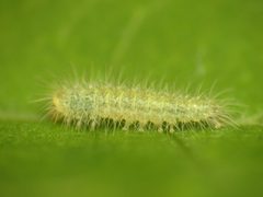 Emmelina monodactyla by (c) Donald Hobern, some rights reserved (CC BY). Used under a CC-BY license.