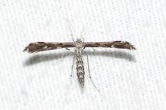 Hellinsia inquinatus by (c) Owen Strickland, some rights reserved (CC BY), uploaded by Owen Strickland. Used under a CC-BY license.