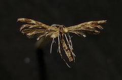 Capperia ningoris by (c) Doug Macaulay, some rights reserved (CC BY), uploaded by Doug Macaulay. Used under a CC-BY license.