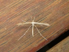 Stenoptilia zophodactylus by (c) Donald Hobern, some rights reserved (CC BY). Used under a CC-BY license.