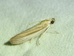 Anderida peorinella by (c) Sam Kieschnick, some rights reserved (CC BY), uploaded by Sam Kieschnick. Used under a CC-BY license.