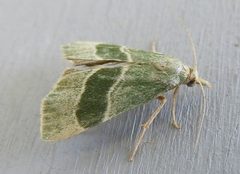 Anemosella viridalis by (c) jimeckert49, some rights reserved (CC BY). Used under a CC-BY license.