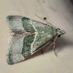 Anemosella viridalis by (c) Sue Carnahan, some rights reserved (CC BY), uploaded by Sue Carnahan. Used under a CC-BY license.