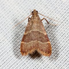 Arta epicoenalis by (c) Ken-ichi Ueda, some rights reserved (CC BY), uploaded by Ken-ichi Ueda. Used under a CC-BY license.