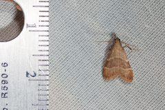 Arta epicoenalis by (c) Ken-ichi Ueda, some rights reserved (CC BY), uploaded by Ken-ichi Ueda. Used under a CC-BY license.