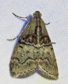 Pococera asperatella by (c) David Dodd, some rights reserved (CC BY), uploaded by David Dodd. Used under a CC-BY license.
