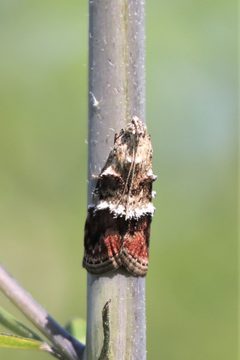 Pococera baptisiella by (c) Jake McCumber, some rights reserved (CC BY), uploaded by Jake McCumber. Used under a CC-BY license.