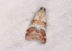 Pococera baptisiella by (c) Jake McCumber, some rights reserved (CC BY), uploaded by Jake McCumber. Used under a CC-BY license.