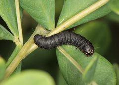Pococera baptisiella by (c) Jake McCumber, some rights reserved (CC BY), uploaded by Jake McCumber. Used under a CC-BY license.